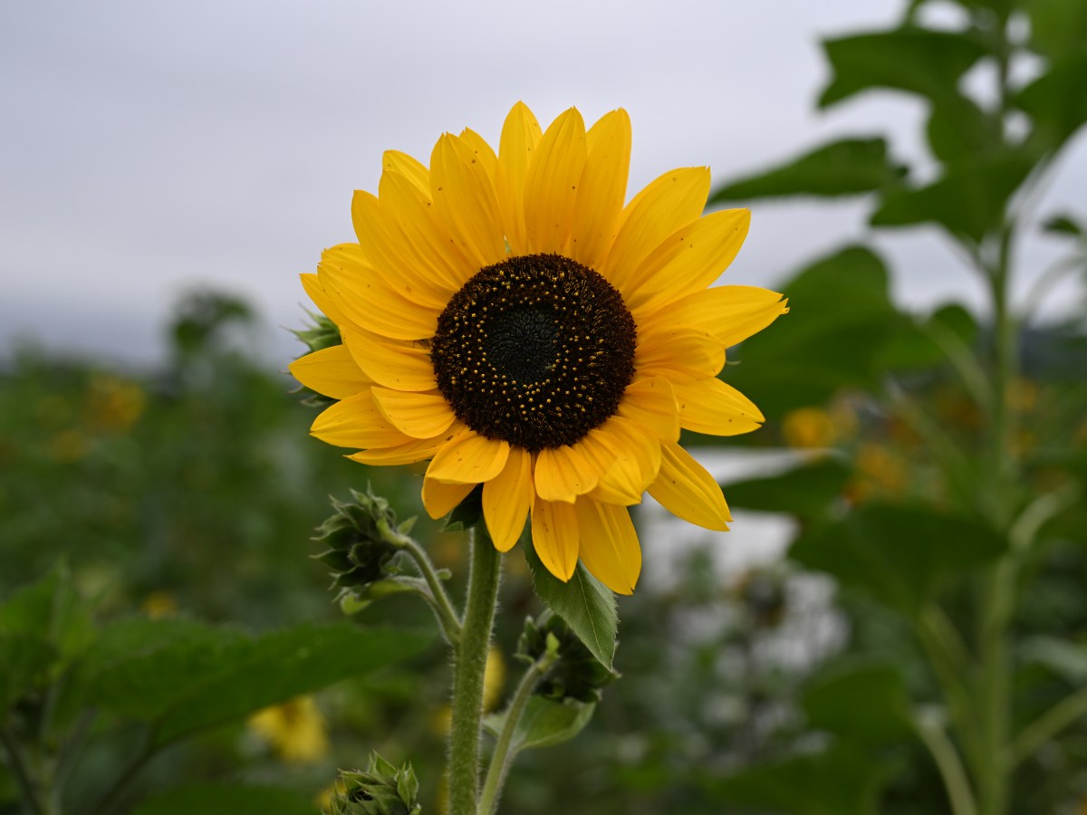 Seeking Signs of&nbsp;Growth